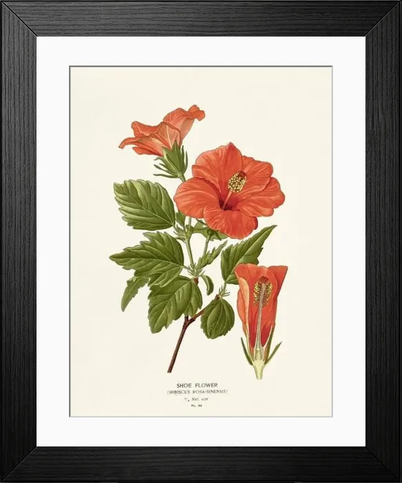 Framed Print : Flower illustration. Hibiscus Framed Print : Flower illustration. Hibiscus