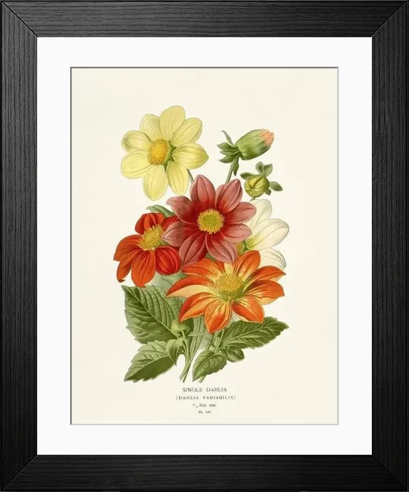 Framed Print : Flower illustration. Single-Dahlia Framed Print : Flower illustration. Single-Dahlia