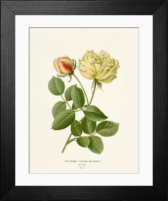 Framed Print : Flower illustration. Tea-Rose Framed Print : Flower illustration. Tea-Rose