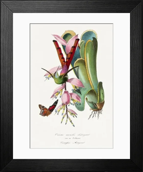 Framed Print : Bird illustration. Hummingbird orchids and butterfly Framed Print : Bird illustration. Hummingbird orchids and butterfly