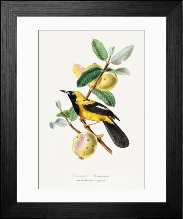 Framed Print : Bird illustration. Jacamar Framed Print : Bird illustration. Jacamar
