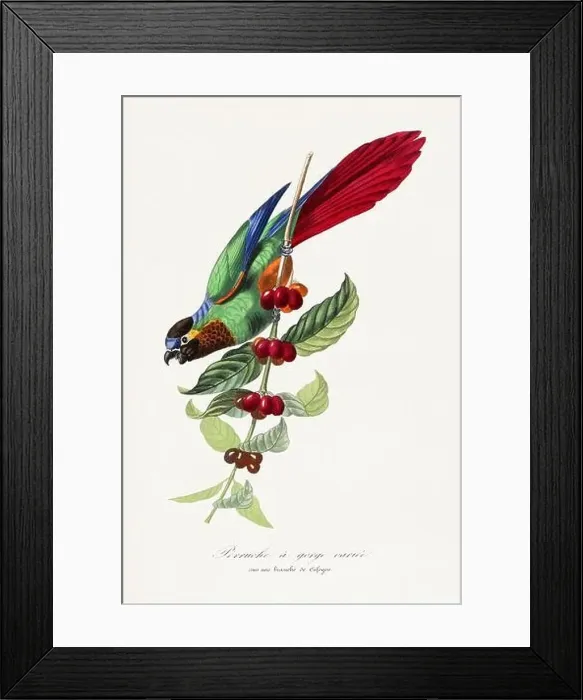 Framed Print : Bird illustration. Parakeet. Parrot Framed Print : Bird illustration. Parakeet. Parrot