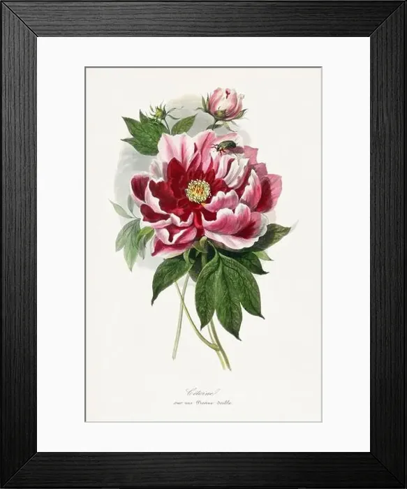 Framed Print : Flower, botanical illustration. Peony Framed Print : Flower, botanical illustration. Peony