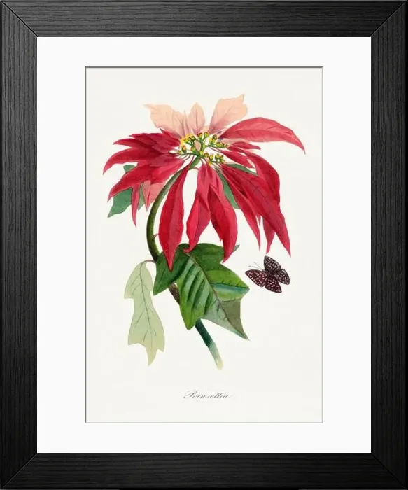Framed Print : Flower, botanical illustration. Poinsettia Framed Print : Flower, botanical illustration. Poinsettia