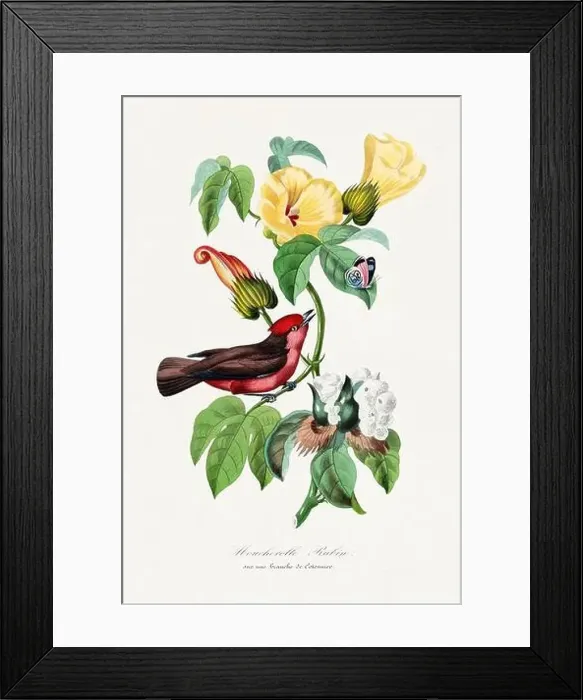Framed Print : Bird illustration. Vermilion flycatcher Framed Print : Bird illustration. Vermilion flycatcher