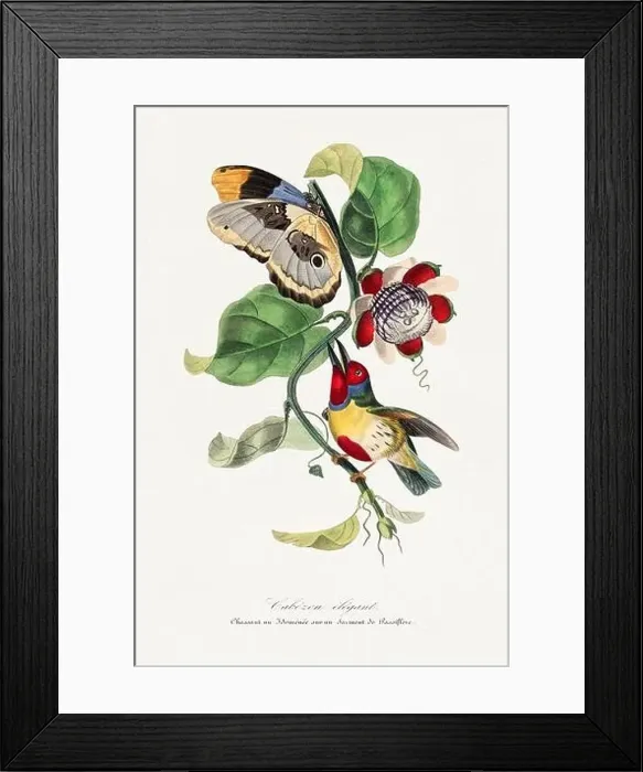 Framed Print : Bird illustration. Versicolored barbet bird, passiflore and butterfly Framed Print : Bird illustration. Versicolored barbet bird, passiflore and butterfly