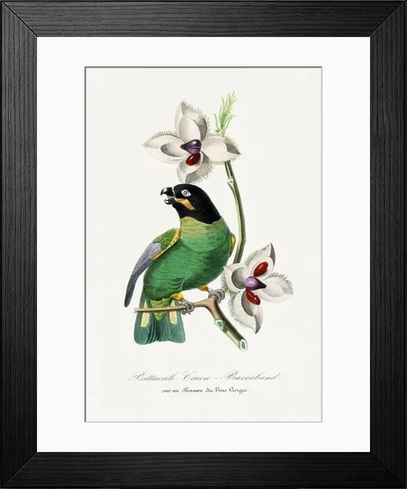 Framed Print : Bird illustration. Barraband parrot Framed Print : Bird illustration. Barraband parrot
