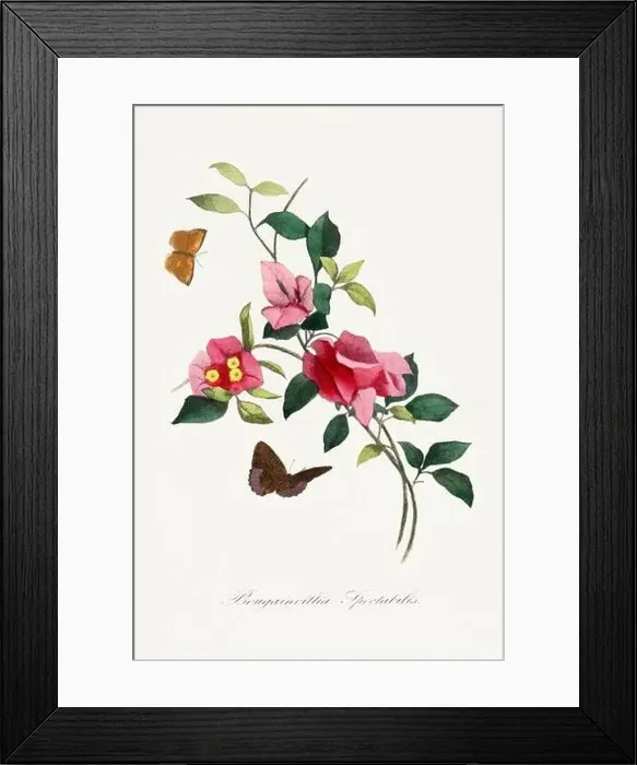 Framed Print : Flower illustration. Bougainvillea Framed Print : Flower illustration. Bougainvillea