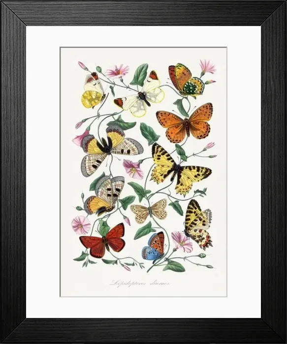 Framed Print : Butterfly illustration Framed Print : Butterfly illustration