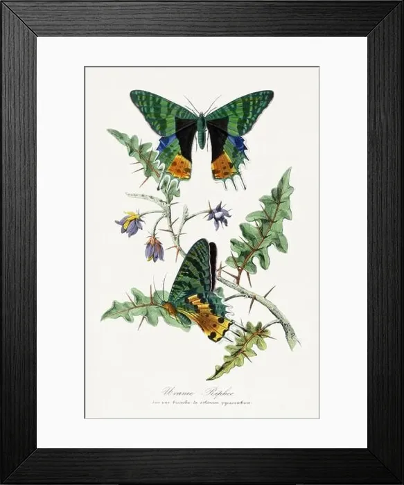 Framed Print : Butterfly illustration Framed Print : Butterfly illustration