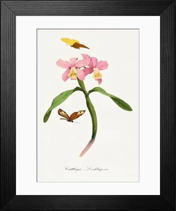 Framed Print : Flower, botanical illustration. Cattleya orchids Framed Print : Flower, botanical illustration. Cattleya orchids