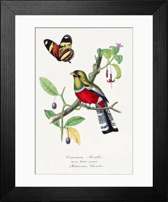 Framed Print : Bird illustration. Crimson rosella bird Framed Print : Bird illustration. Crimson rosella bird