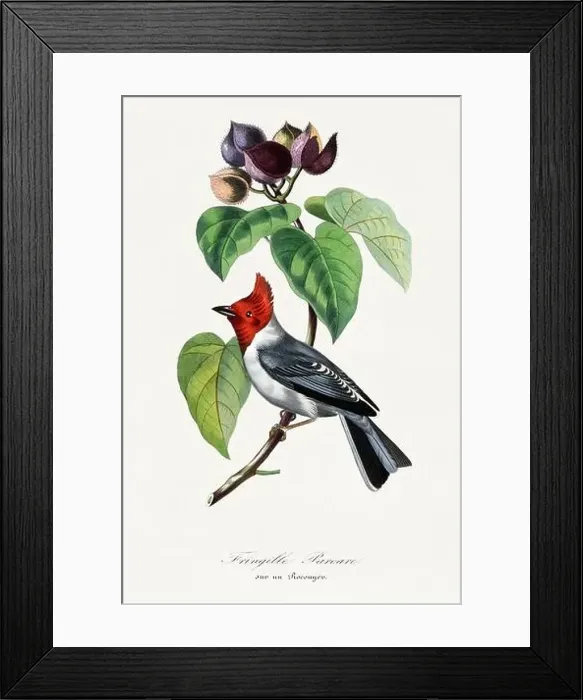 Framed Print : Bird illustration. Fringille-paroare Framed Print : Bird illustration. Fringille-paroare