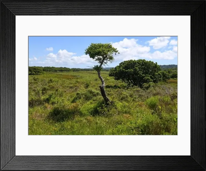 Framed Print : Landscape of Isimangaliso wetland park in South Africa Framed Print : Landscape of Isimangaliso wetland park in South Africa