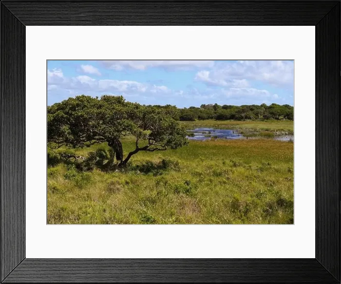 Framed Print : Landscape of Isimangaliso wetland park in South Africa Framed Print : Landscape of Isimangaliso wetland park in South Africa