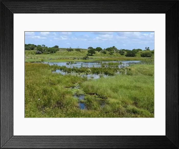 Framed Print : Landscape of Isimangaliso wetland park in South Africa Framed Print : Landscape of Isimangaliso wetland park in South Africa