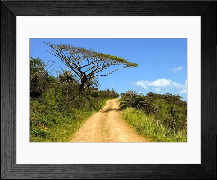 Framed Print : Dirt road on Isimangaliso wetland park on South Africa Framed Print : Dirt road on Isimangaliso wetland park on South Africa