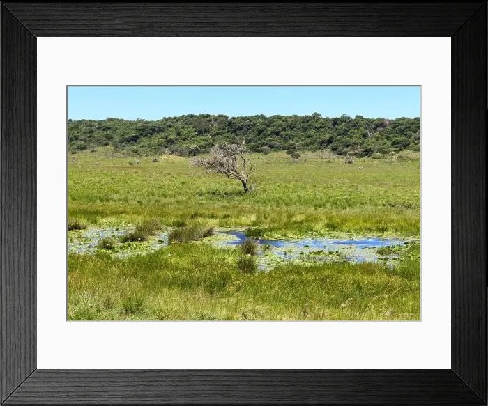 Framed Print : Landscape of Isimangaliso wetland park in South Africa Framed Print : Landscape of Isimangaliso wetland park in South Africa