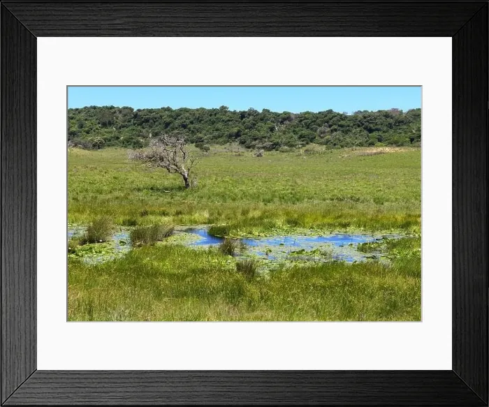 Framed Print : Landscape of Isimangaliso wetland park in South Africa Framed Print : Landscape of Isimangaliso wetland park in South Africa