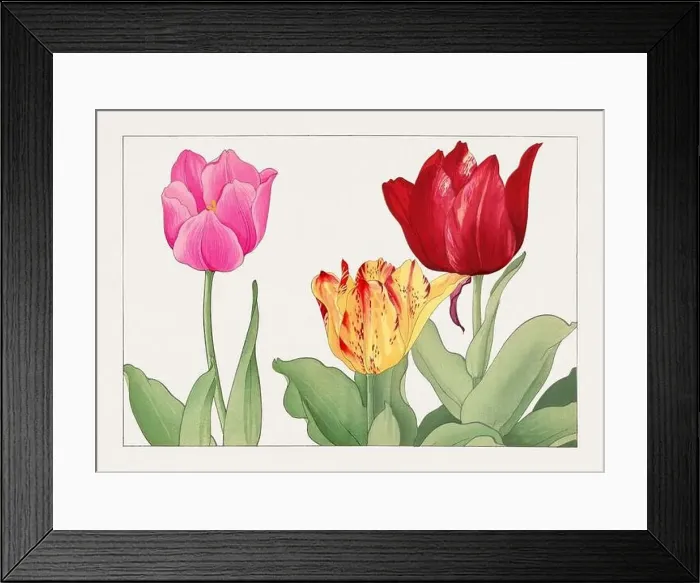 Framed Print : Tulip. Asian art. Japanese flower woodblock art by Tanigami Kônan Framed Print : Tulip. Asian art. Japanese flower woodblock art by Tanigami Kônan
