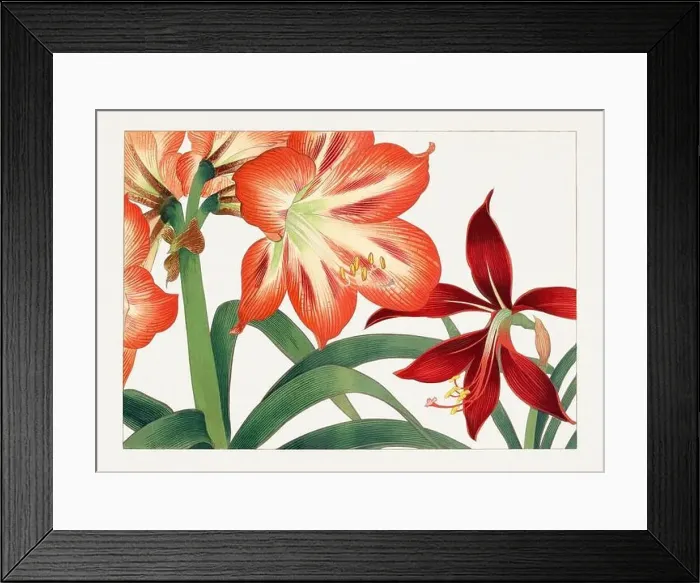 Framed Print : Amaryllis flower. Asian art. Japanese flower woodblock art by Tanigami Kônan Framed Print : Amaryllis flower. Asian art. Japanese flower woodblock art by Tanigami Kônan