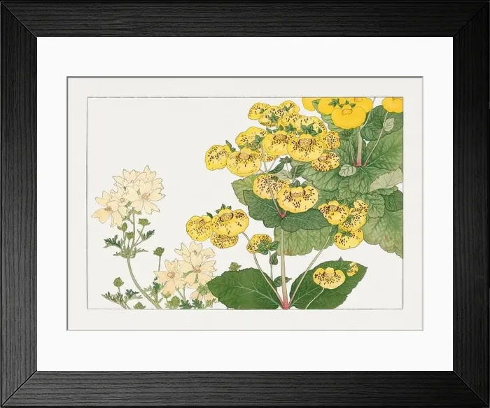Framed Print : Calceolaria flower. Asian art. Japanese flower woodblock art by Tanigami Kônan Framed Print : Calceolaria flower. Asian art. Japanese flower woodblock art by Tanigami Kônan
