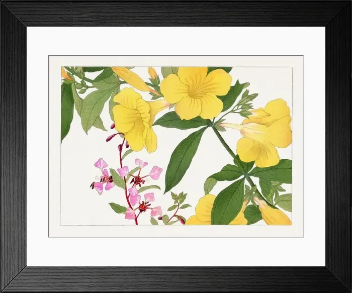 Framed Print : Clarika and Allamanda flowers. Asian art. Japanese flower woodblock art by Tanigami Kônan Framed Print : Clarika and Allamanda flowers. Asian art. Japanese flower woodblock art by Tanigami Kônan