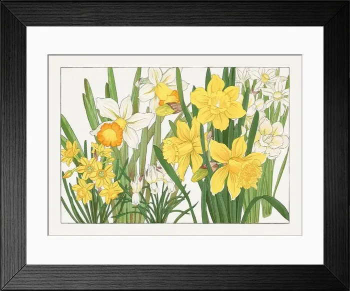 Framed Print : Daffodil flower. Asian art. Japanese flower woodblock art by Tanigami Kônan Framed Print : Daffodil flower. Asian art. Japanese flower woodblock art by Tanigami Kônan