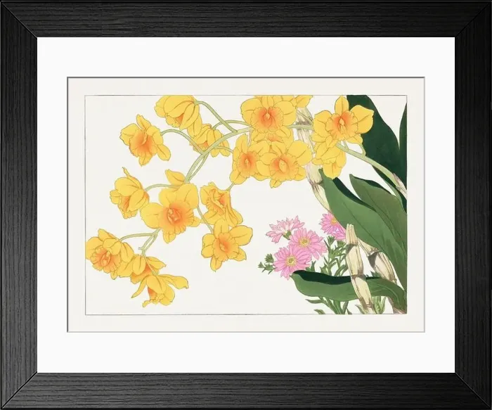 Framed Print : Dendobium orchid flower. Asian art. Japanese flower woodblock art by Tanigami Kônan Framed Print : Dendobium orchid flower. Asian art. Japanese flower woodblock art by Tanigami Kônan