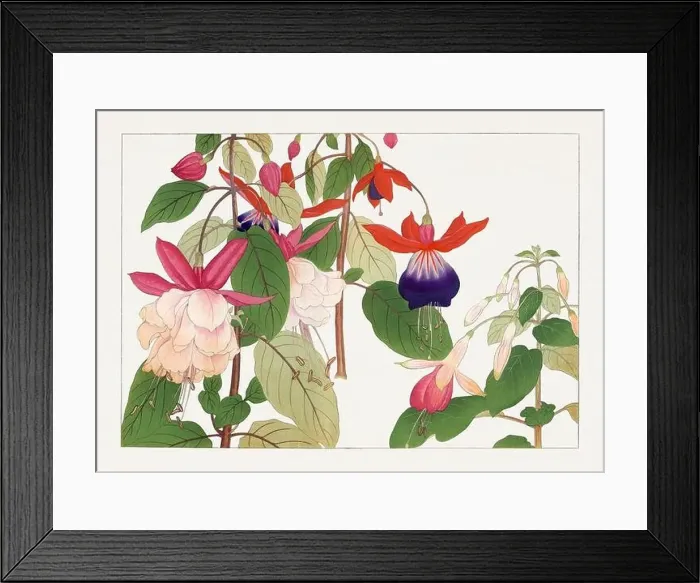 Framed Print : Fuchsia flower. Asian art. Japanese flower woodblock art by Tanigami Kônan Framed Print : Fuchsia flower. Asian art. Japanese flower woodblock art by Tanigami Kônan