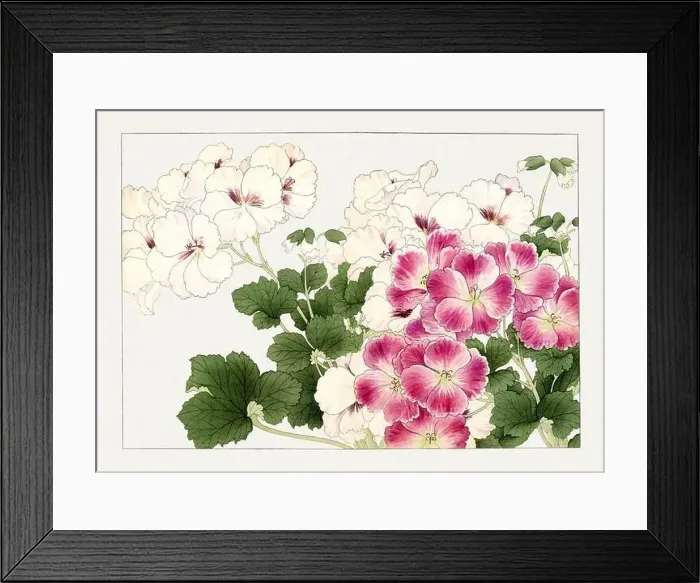 Framed Print : Geranium flower. Asian art. Japanese flower woodblock art by Tanigami Kônan Framed Print : Geranium flower. Asian art. Japanese flower woodblock art by Tanigami Kônan