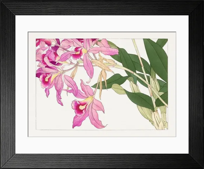 Framed Print : Laelia orchid flower. Asian art. Japanese flower woodblock art by Tanigami Kônan Framed Print : Laelia orchid flower. Asian art. Japanese flower woodblock art by Tanigami Kônan