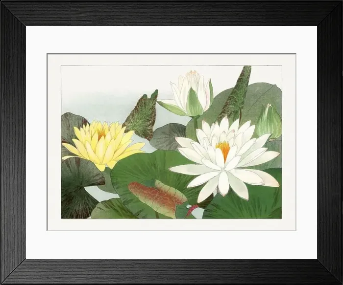 Framed Print : Nymphaea lotus. Asian art. Japanese flower woodblock art by Tanigami Kônan Framed Print : Nymphaea lotus. Asian art. Japanese flower woodblock art by Tanigami Kônan