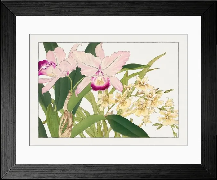 Framed Print : Oncidium orchid flower. Asian art. Japanese flower woodblock art by Tanigami Kônan Framed Print : Oncidium orchid flower. Asian art. Japanese flower woodblock art by Tanigami Kônan