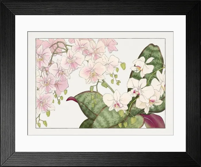 Framed Print : Orchid flower. Asian art. Japanese flower woodblock art by Tanigami Kônan Framed Print : Orchid flower. Asian art. Japanese flower woodblock art by Tanigami Kônan