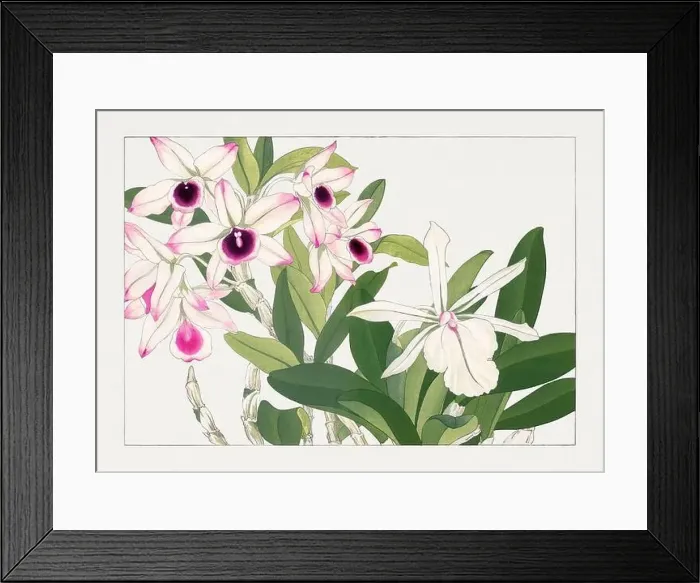 Framed Print : Orchid flowers. Asian art. Japanese flower woodblock art by Tanigami Kônan Framed Print : Orchid flowers. Asian art. Japanese flower woodblock art by Tanigami Kônan