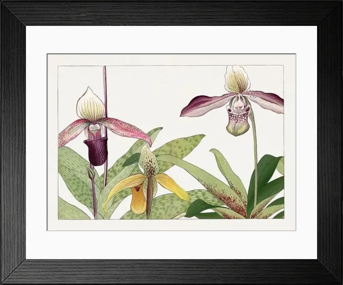 Framed Print : Orchids. Asian art. Japanese flower woodblock art by Tanigami Kônan