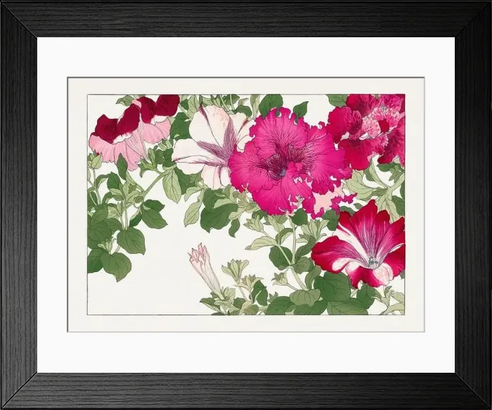 Framed Print : Petunia flower. Asian art. Japanese flower woodblock art by Tanigami Kônan Framed Print : Petunia flower. Asian art. Japanese flower woodblock art by Tanigami Kônan