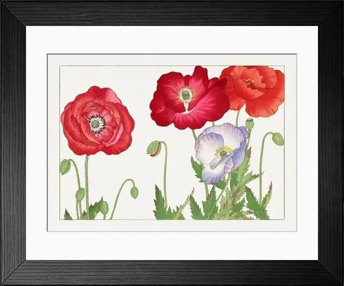 Framed Print : Poppy Flower. Asian art. Japanese flower woodblock art by Tanigami Kônan Framed Print : Poppy Flower. Asian art. Japanese flower woodblock art by Tanigami Kônan