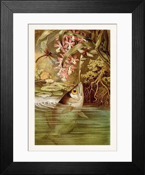 Framed Print : Banded Archerfish. Fish painting. Antique book illustration by Brehm, Alfred Edmund, 1829-1884 Framed Print : Banded Archerfish. Fish painting. Antique book illustration by Brehm, Alfred Edmund, 1829-1884
