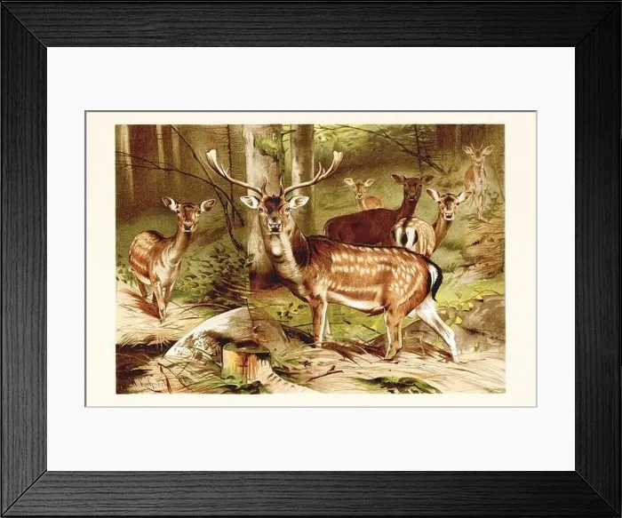 Framed Print : Fallow Deer. Antique book illustration by Brehm, Alfred Edmund, 1829-1884 Framed Print : Fallow Deer. Antique book illustration by Brehm, Alfred Edmund, 1829-1884