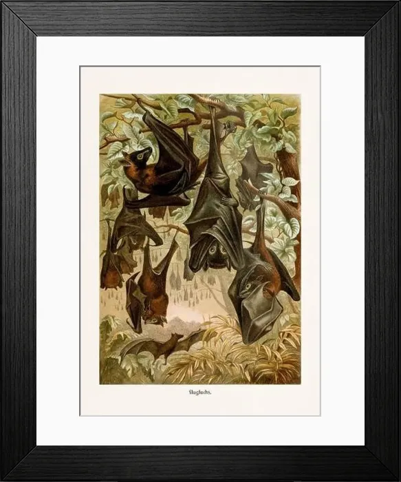 Framed Print : Flying Fox. Cute bat illustration. Antique book illustration by Brehm, Alfred Edmund, 1829-1884 Framed Print : Flying Fox. Cute bat illustration. Antique book illustration by Brehm, Alfred Edmund, 1829-1884