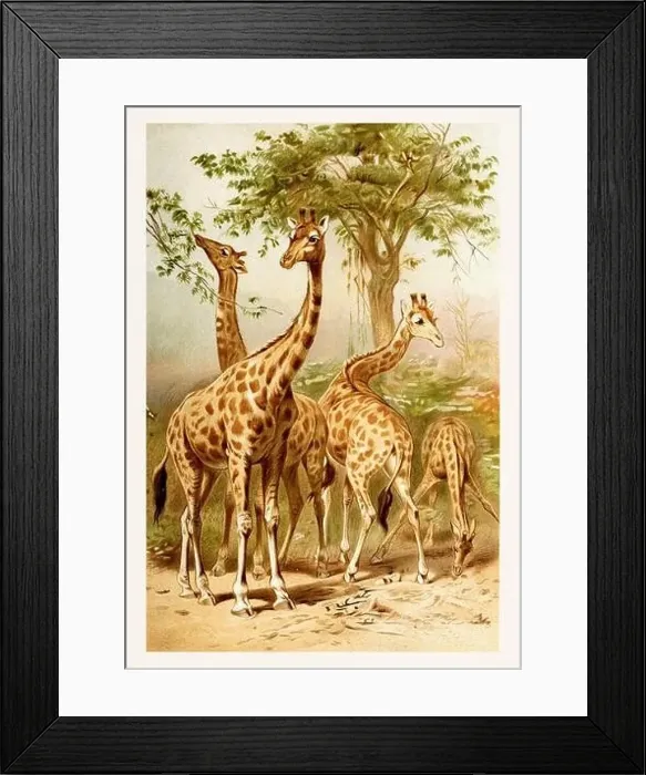 Framed Print : Giraffe. Antique book illustration by Brehm, Alfred Edmund, 1829-1884 Framed Print : Giraffe. Antique book illustration by Brehm, Alfred Edmund, 1829-1884