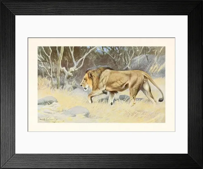 Framed Print : Lion Male. Antique book illustration by Brehm, Alfred Edmund, 1829-1884 Framed Print : Lion Male. Antique book illustration by Brehm, Alfred Edmund, 1829-1884