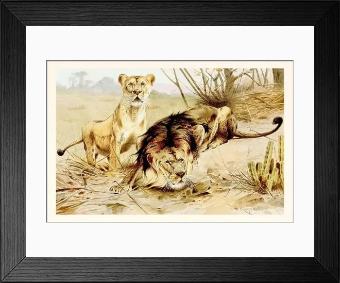 Framed Print : Lions. Antique book illustration by Brehm, Alfred Edmund, 1829-1884 Framed Print : Lions. Antique book illustration by Brehm, Alfred Edmund, 1829-1884