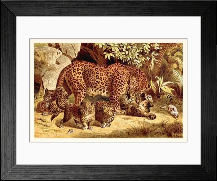 Framed Print : Panther and Cubs. Antique book illustration by Brehm, Alfred Edmund, 1829-1884 Framed Print : Panther and Cubs. Antique book illustration by Brehm, Alfred Edmund, 1829-1884