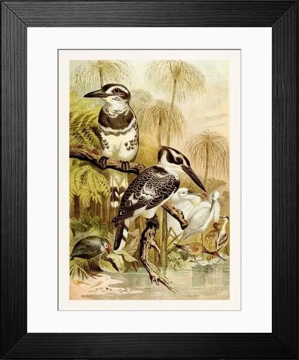 Framed Print : Pied Kingfisher. Beautiful bird painting. Antique book illustration by Brehm, Alfred Edmund, 1829-1884 Framed Print : Pied Kingfisher. Beautiful bird painting. Antique book illustration by Brehm, Alfred Edmund, 1829-1884
