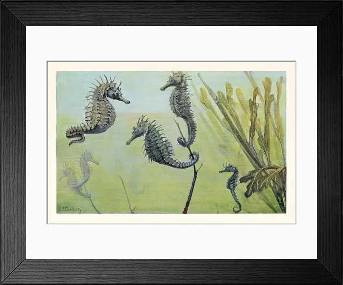 Framed Print : Seahorse. Antique book illustration by Brehm, Alfred Edmund, 1829-1884 Framed Print : Seahorse. Antique book illustration by Brehm, Alfred Edmund, 1829-1884