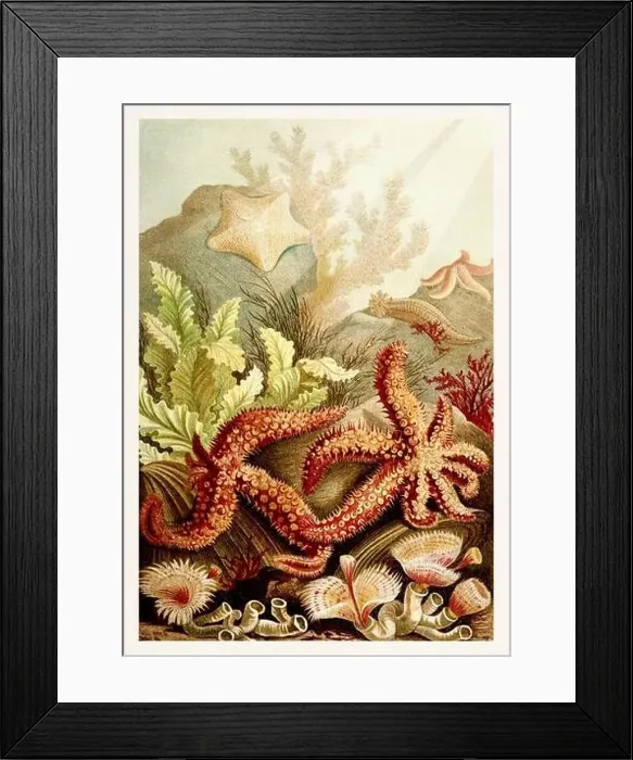 Framed Print : Starfish, Echinoderms. Antique book illustration by Brehm, Alfred Edmund, 1829-1884 Framed Print : Starfish, Echinoderms. Antique book illustration by Brehm, Alfred Edmund, 1829-1884