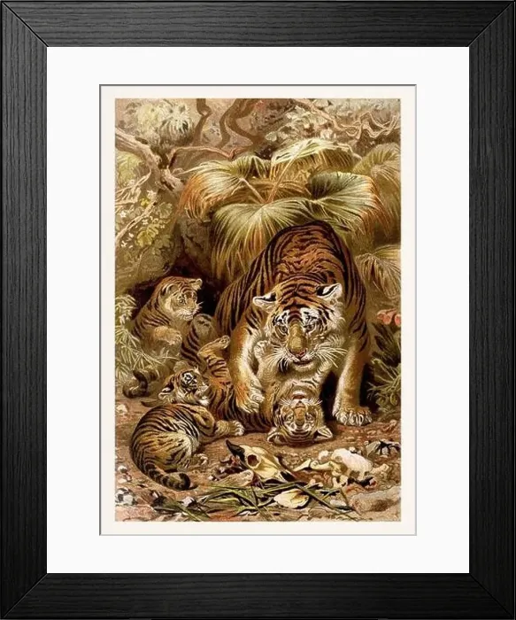 Framed Print : Tiger and cubs. Antique book illustration by Brehm, Alfred Edmund, 1829-1884 Framed Print : Tiger and cubs. Antique book illustration by Brehm, Alfred Edmund, 1829-1884